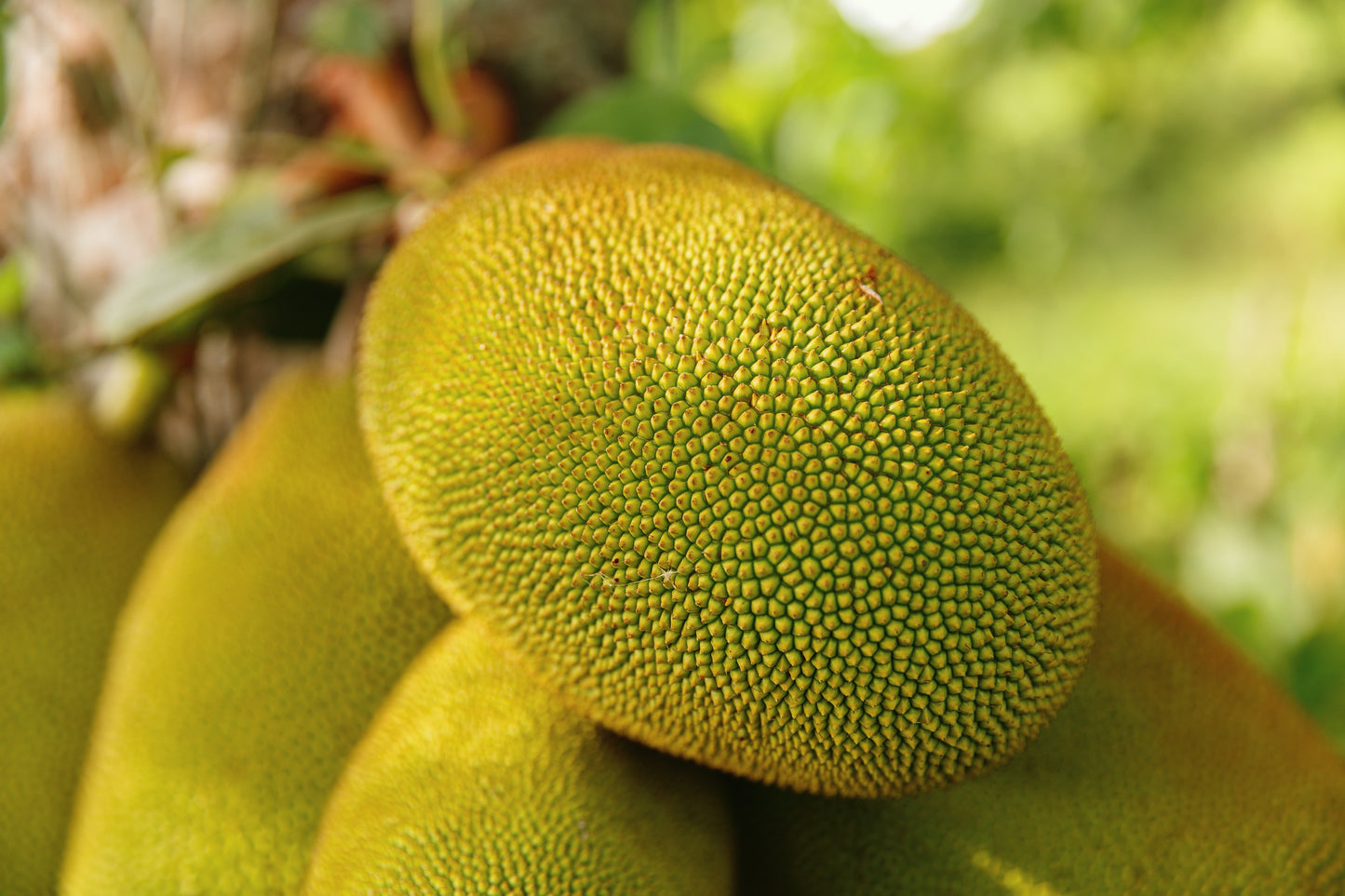 Cut Fresh Yellow Jackfruit - Panasakaaya